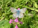 Chalkhill Blue