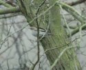 Eastern Chiffchaff?