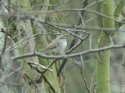 Eastern Chiffchaff?