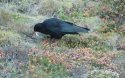 Chough