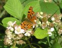 Comma