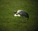 Common Crane