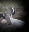 Demoiselle crane