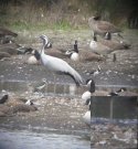 Demoiselle crane