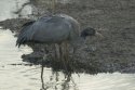 Common Crane
