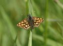 Chequered Skipper