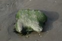 Dinosaur Footprint