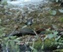 Dipper in the Dark