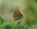 Duke of Burgundy