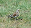 Fieldfare