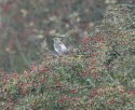 Fieldfare