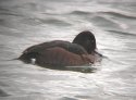 Ferruginous Duck