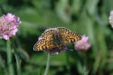 Glanville Fritillary