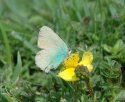 Green Hairstreak