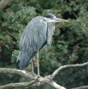 Grey Heron