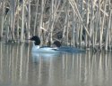 Goosander