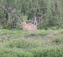Golden Rabbits