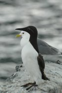 Bridled Guilemot