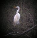 Great White Egret