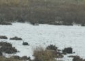 Green Winged Teal