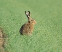 Hare