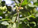 Southern Hawker