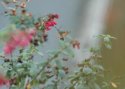 Hummingbird Hawk Moth