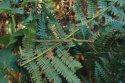 Smooth Stick Insect
