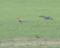 Hoopoe - Record Shot