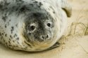 Grey Seal