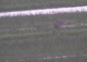 Hudsonian Whimbrel - Honest