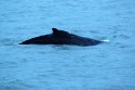 Humpback Whale