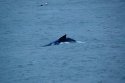 Humpback Whale