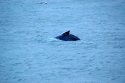 Humpback Whale