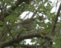 Iberian Chiffchaff