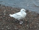 Iceland Gull