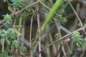 Unarmed Stick Insect