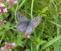 Large Blue
