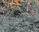 Little Bunting