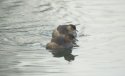 Little Grebe
