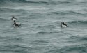Long Tailed Duck