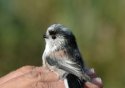 Long Tailed Tit