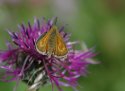 Lulworth Skipper
