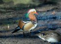 Mandarin Duck