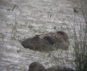 Marbled Duck