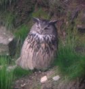 Eagle Owl - Male