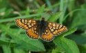 Marsh Fritillary