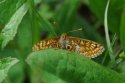 Marsh Fritillary