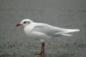 Mediterranean Gull