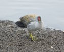 Moorhen
